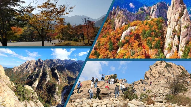 설악산 케이블카를 타고 올라가면 단풍으로 물든 설악산을 조망할 수 있다.