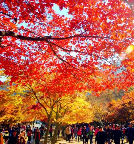 설악산 단풍 여행 인파로 발딛을 틈이 없다.