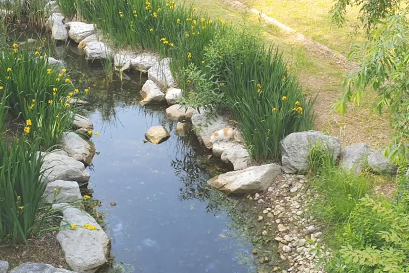 생태숲 안에는 이렇게 작은 도랑이 군데군데 연결돼 있다.